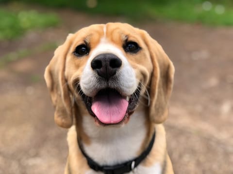The pet photo you upload