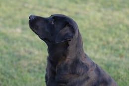 Bailey source photo
