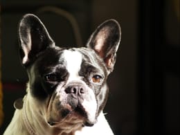 Gus source photo