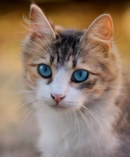 Luna source photo